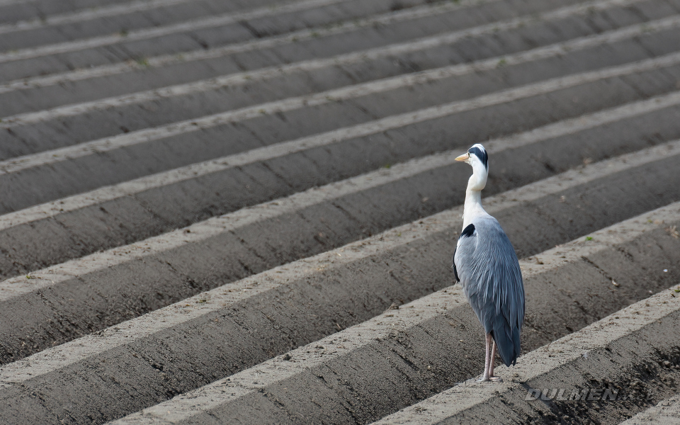 Grey Heron (Ardea cinerea)